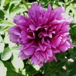 Paeonia anomala veitchii Veitch's Peony seed for sale 