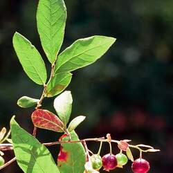 Vaccinium stamineum Deerberry, Highbush Huckleberry seed for sale 