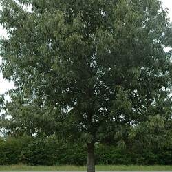 Quercus pagoda Cherrybark Oak seed for sale 