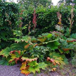 Rheum palmatum Chinese Rhubarb, Turkish Rhubarb seed for sale 