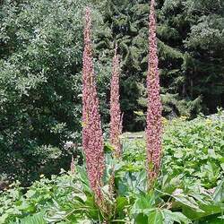 Rheum palmatum Chinese Rhubarb, Turkish Rhubarb seed for sale 