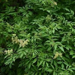 Sambucus williamsii North China Red Elder seed for sale 