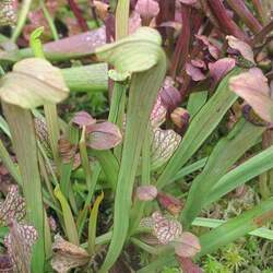 Sarracenia minor Hooded Pitcherplant seed for sale 