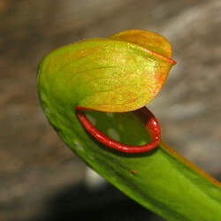 Sarracenia minor Hooded Pitcherplant seed for sale 