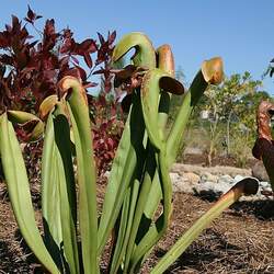 Sarracenia minor Hooded Pitcherplant seed for sale 