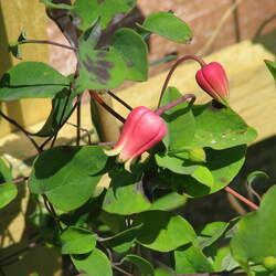 Clematis texensis Scarlet Leather Flower, Scarlet Clematis seed for sale 