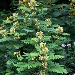 Senna marilandica Maryland Senna, Wild Senna seed for sale 