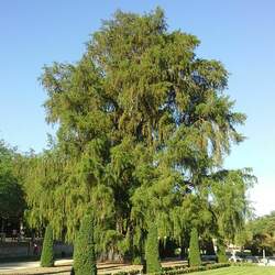 Taxodium mucronatum Montezuma Baldcypress, Ahuehuete seed for sale 