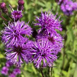 Vernonia noveboracensis Ironweed, New York Ironweed, N.Y. Ironweed seed for sale 