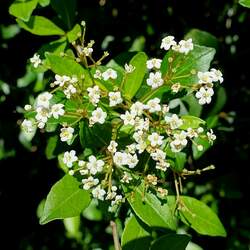 Viburnum obovatum Small-leaf Arrowwood, Walter's Viburnum seed for sale 