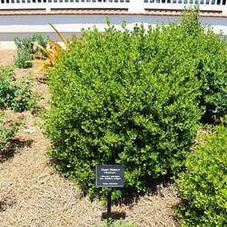 Viburnum obovatum Small-leaf Arrowwood, Walter's Viburnum seed for sale 