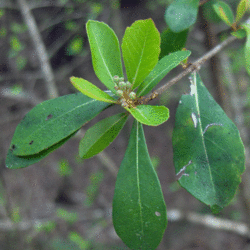 Viburnum obovatum Small-leaf Arrowwood, Walter's Viburnum seed for sale 