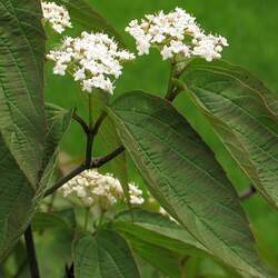 Viburnum setigerum Tea Viburnum seed for sale 