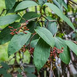 Viburnum setigerum Tea Viburnum seed for sale 