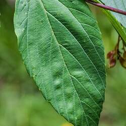 Viburnum setigerum Tea Viburnum seed for sale 