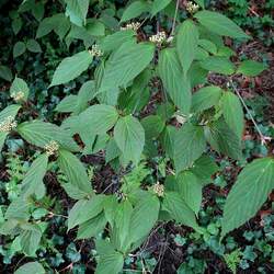 Viburnum setigerum Tea Viburnum seed for sale 