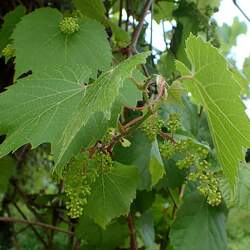 Vitis amurensis Amur Grape seed for sale 