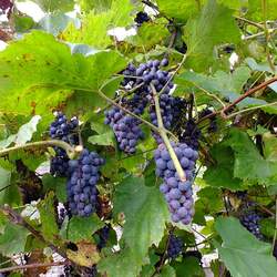 Vitis amurensis Amur Grape seed for sale 