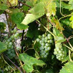 Vitis amurensis Amur Grape seed for sale 