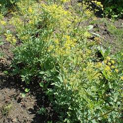 Zizia aurea Golden Zizia, Meadow Parsnip, Golden Alexanders seed for sale 