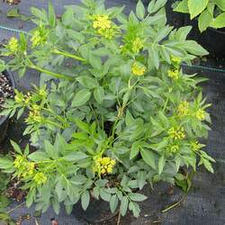 Zizia aurea Golden Zizia, Meadow Parsnip, Golden Alexanders seed for sale 