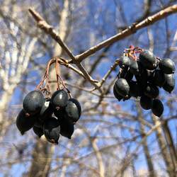 Viburnum prunifolium fruits Blackhaw seed for sale 