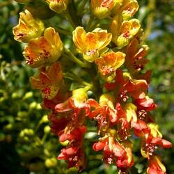 Caesalpinia spinosa Spiny Holdback seed for sale 