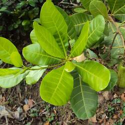 Anacardium occidentale Cashew seed for sale 