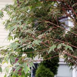 Acer palmatum   'Orido-Nishiki'  dry seed Oridono Nishiki Japanese Maple seed for sale 