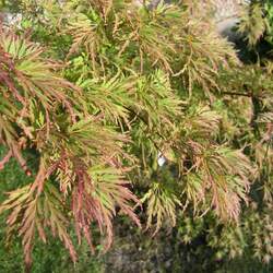 Acer palmatum   'Sereiyu'   fresh/green seed Seiryu Laceleaf Japanese Maple seed for sale 