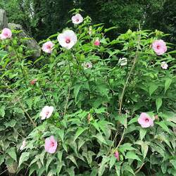 Hibiscus laevis Halberdleaf Rosemallow, Halberdleaf Hibiscus seed for sale 