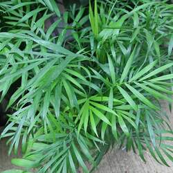 Chamaedorea elegans Parlor Palm, Neanthe Bella Palm seed for sale 