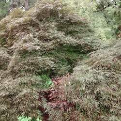 Acer palmatum matsumurae  Tamukeyama  dry seed Tamukeyama Japanese Maple seed for sale 