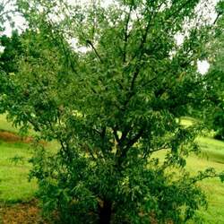 Quercus robur  x Strypemonde Strypemonde English oak seed for sale 