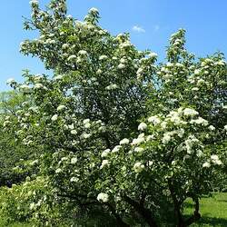 Viburnum rufidulum Rusty Blackhaw, Southern Blackhaw seed for sale 