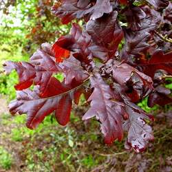 Quercus robur  x Purpurea Purple English Oak seed for sale 