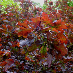 Quercus robur  x Purpurea Purple English Oak seed for sale 