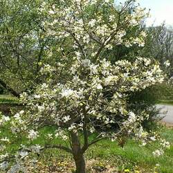 Magnolia x loebneri Loebner Magnolia seed for sale 