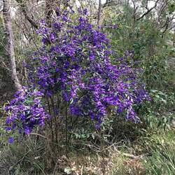 Hovea elliptica Tree Hovea, Blue Karri Bush seed for sale 