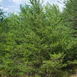 Pinus virginiana Virginia Pine, Scrub Pine, Jersey Pine seed for sale 