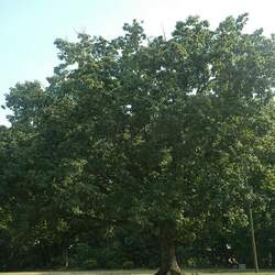 Quercus montana Chestnut Oak seed for sale 