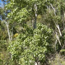 Brachychiton australis Broad-leaved Bottle Tree seed for sale 