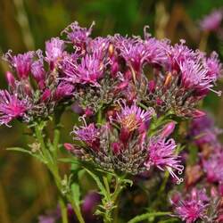 Serratula tinctoria Dyer's Plumeless Saw-wort, Sawwort, Centaury seed for sale 