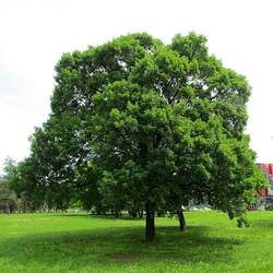 Acer monspessulanum Montpellier Maple seed for sale 