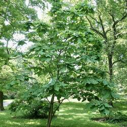 Magnolia macrophylla Bigleaf Magnolia seed for sale 