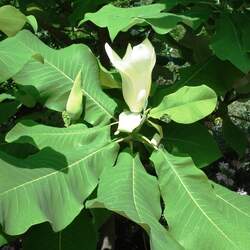 Magnolia macrophylla Bigleaf Magnolia seed for sale 