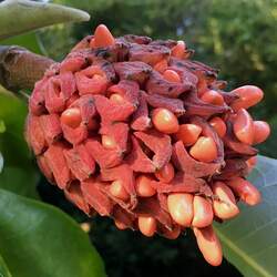 Magnolia macrophylla Bigleaf Magnolia seed for sale 