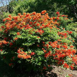 Rhododendron calendulaceum Flame Azalea seed for sale 