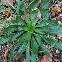 Plantago lanceolata Narrowleaf Plantain, Ribwort Plantain seed for sale 