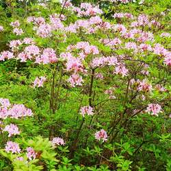 Rhododendron periclymenoides Pinxterflower, Pink Azalea, Pinxterbloom seed for sale 